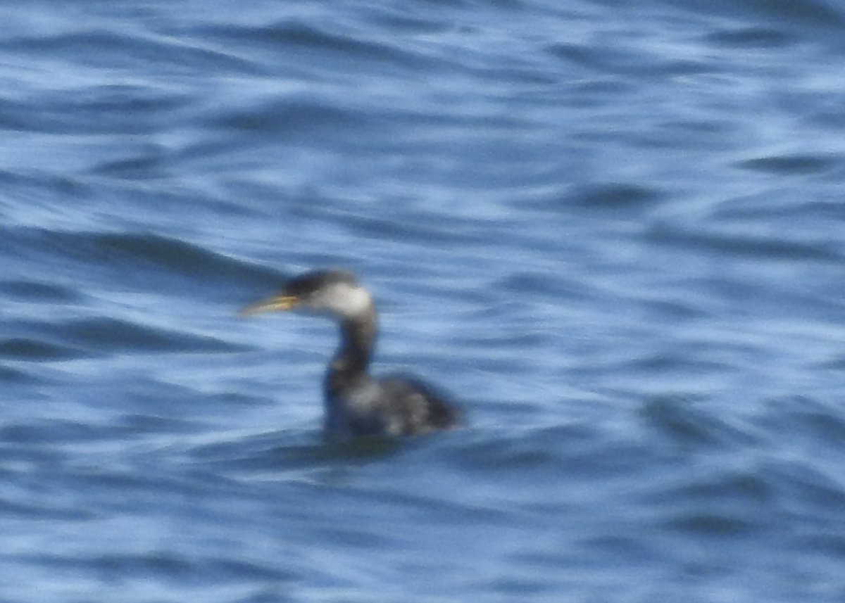 Red-necked Grebe - ML561989691