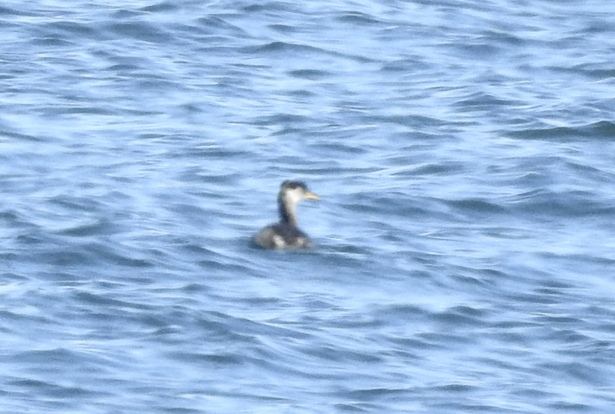 Red-necked Grebe - ML561989701