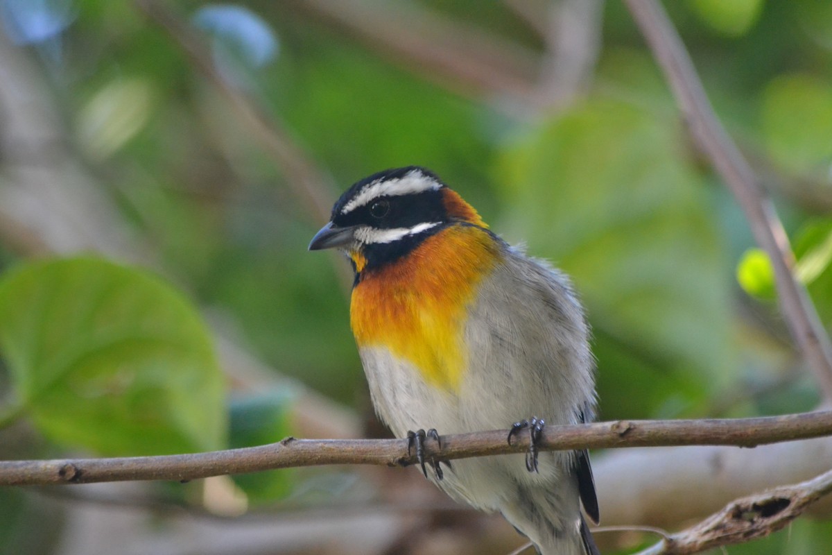 Western Spindalis (Bahamas Black-backed) - Will Johnson