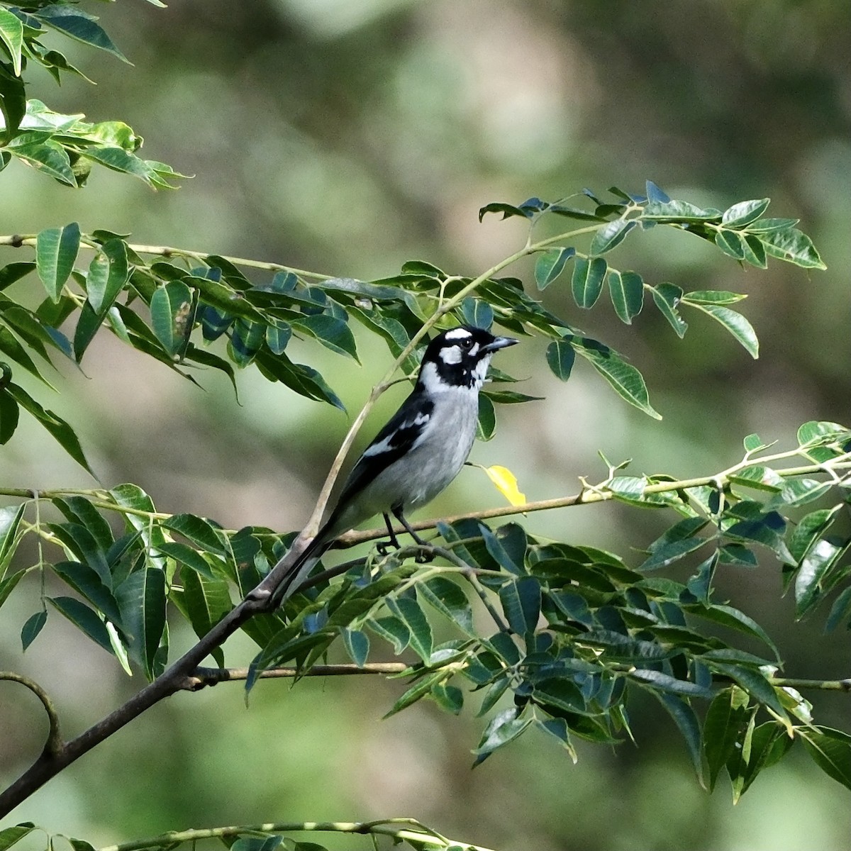 White-eared Monarch - ML561990861