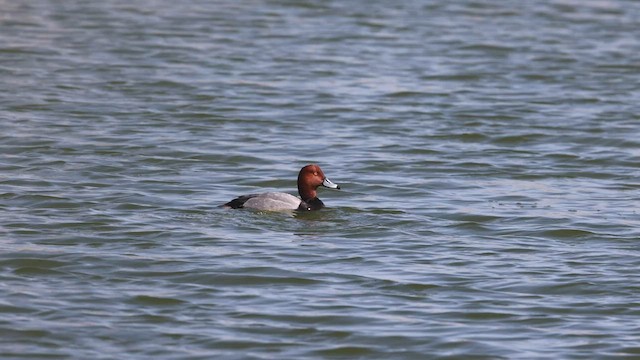 Redhead - ML561991251