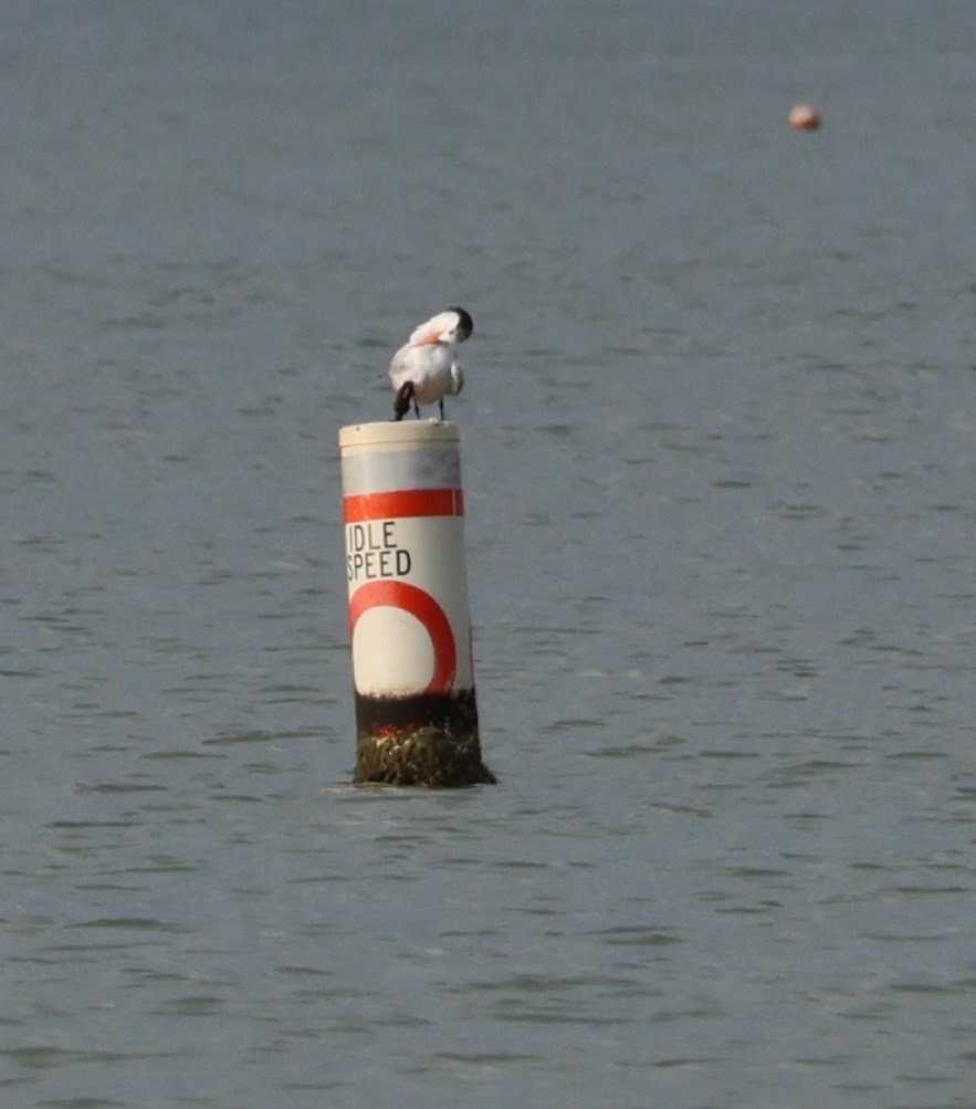 Royal Tern - ML561991431