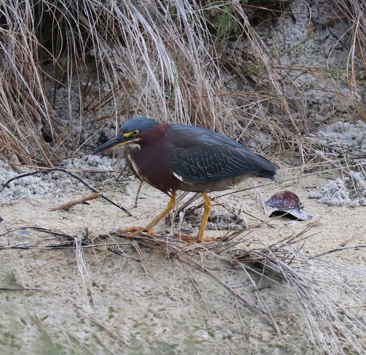 Green Heron - ML561991541