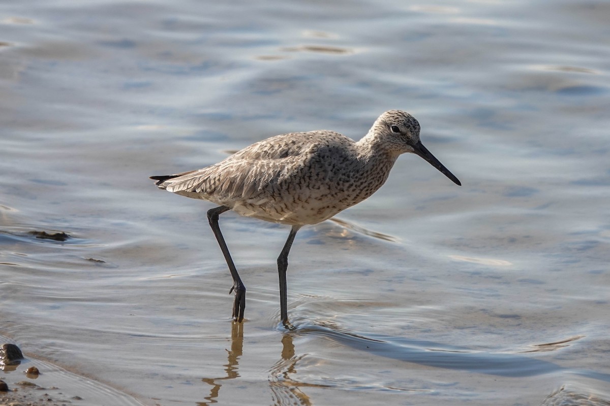 Willet - Bob Bucknam