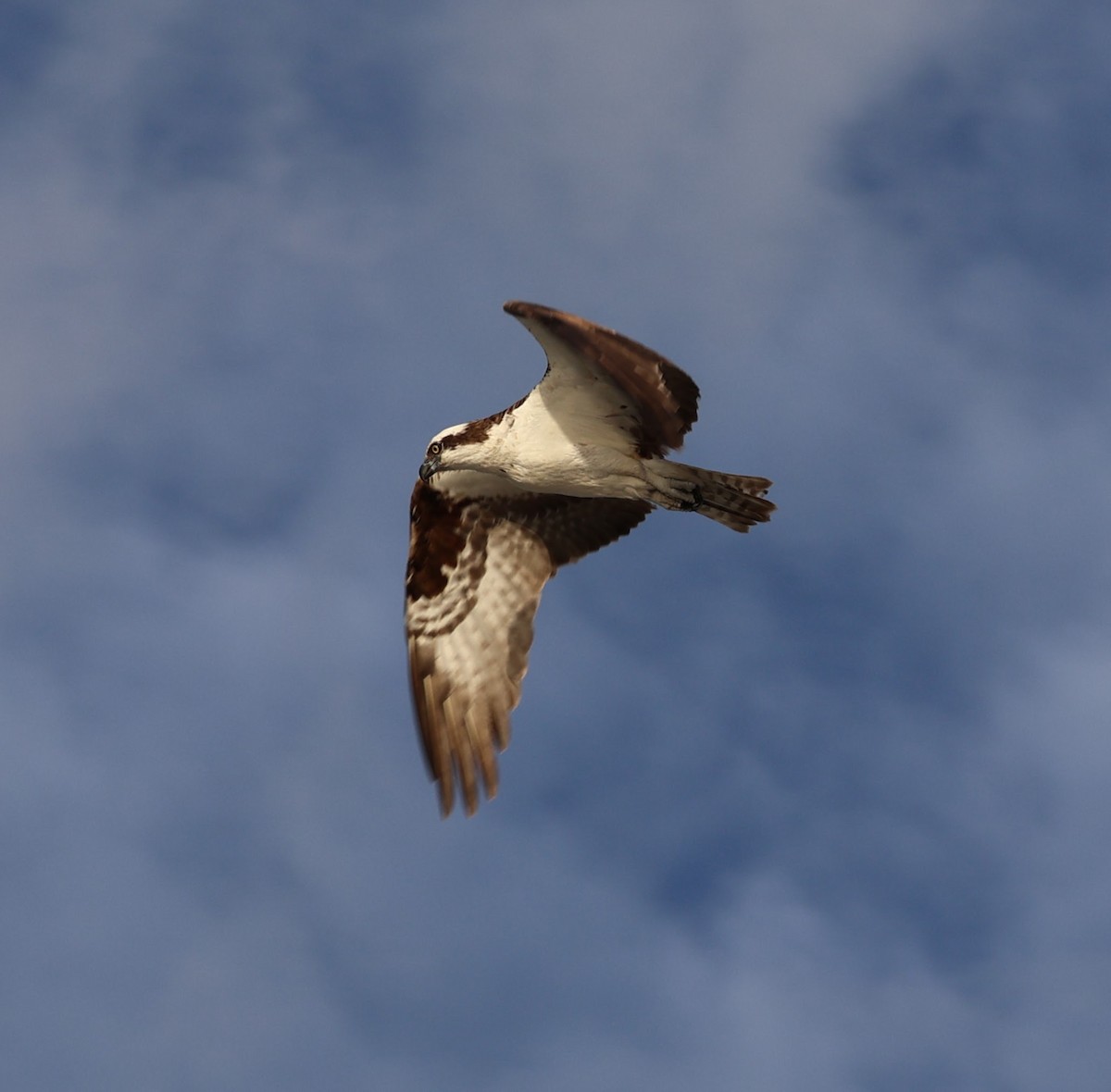 Osprey - ML561991591