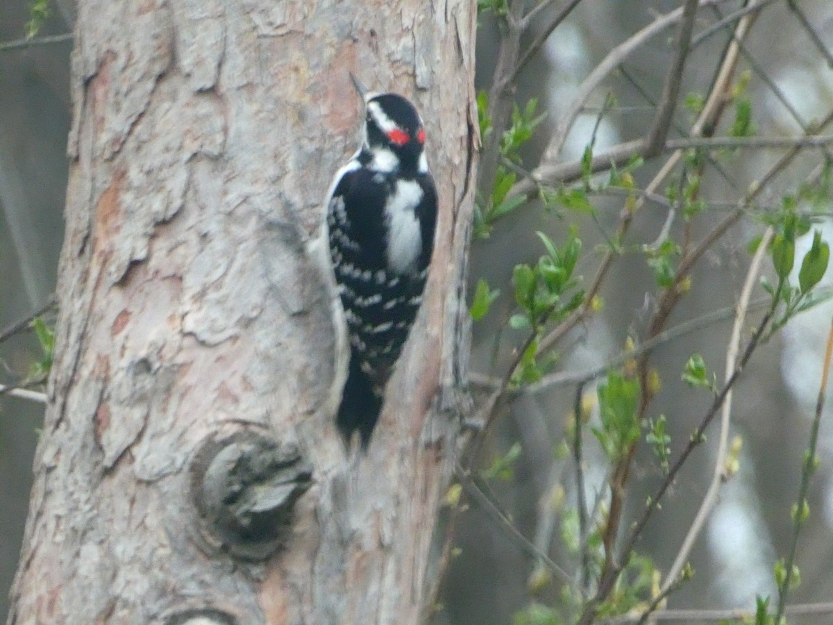 Hairy Woodpecker - ML561992491