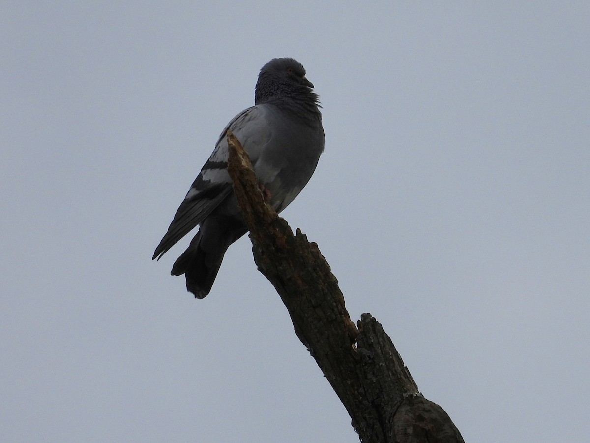 Rock Pigeon (Feral Pigeon) - ML561993561