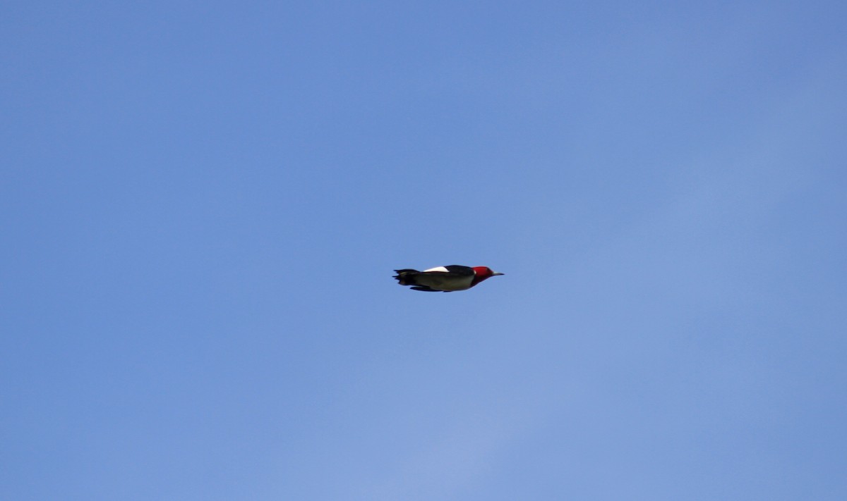 Red-headed Woodpecker - ML561993671