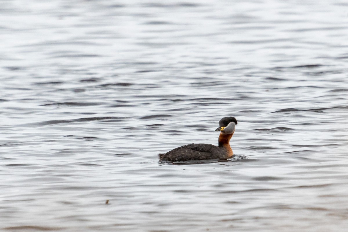 Red-necked Grebe - ML561993711