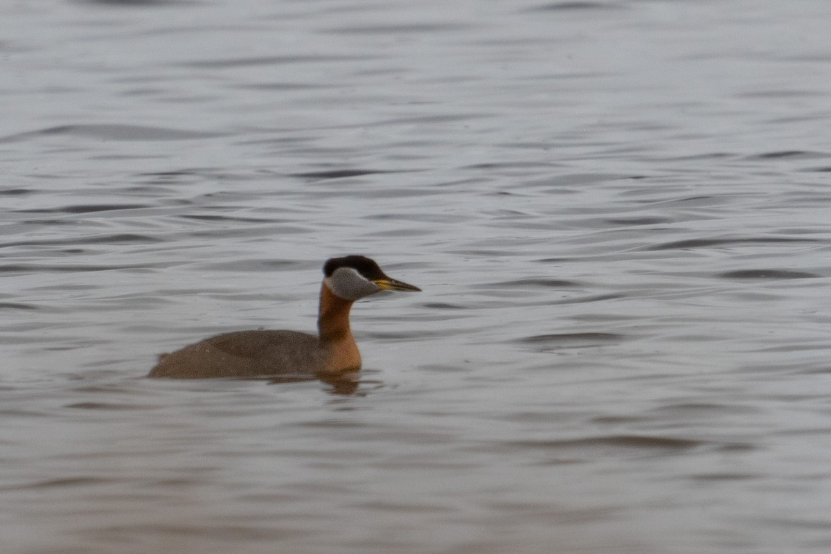 Red-necked Grebe - ML561993721