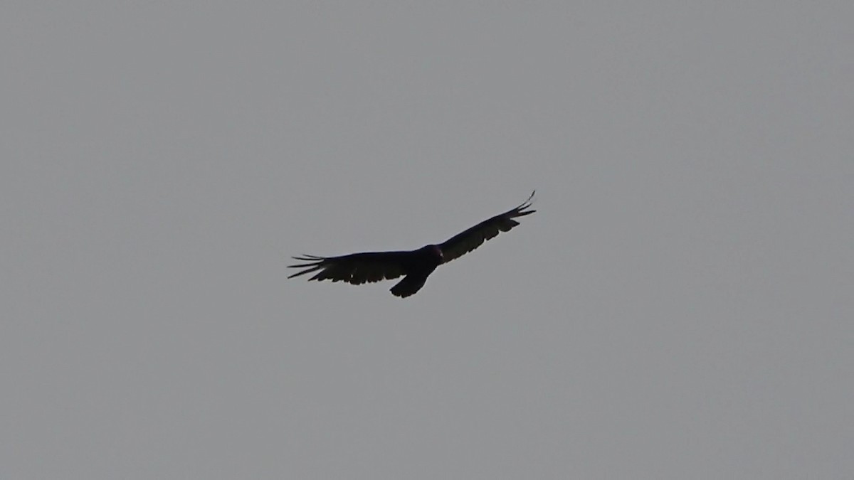 Turkey Vulture - ML561996651