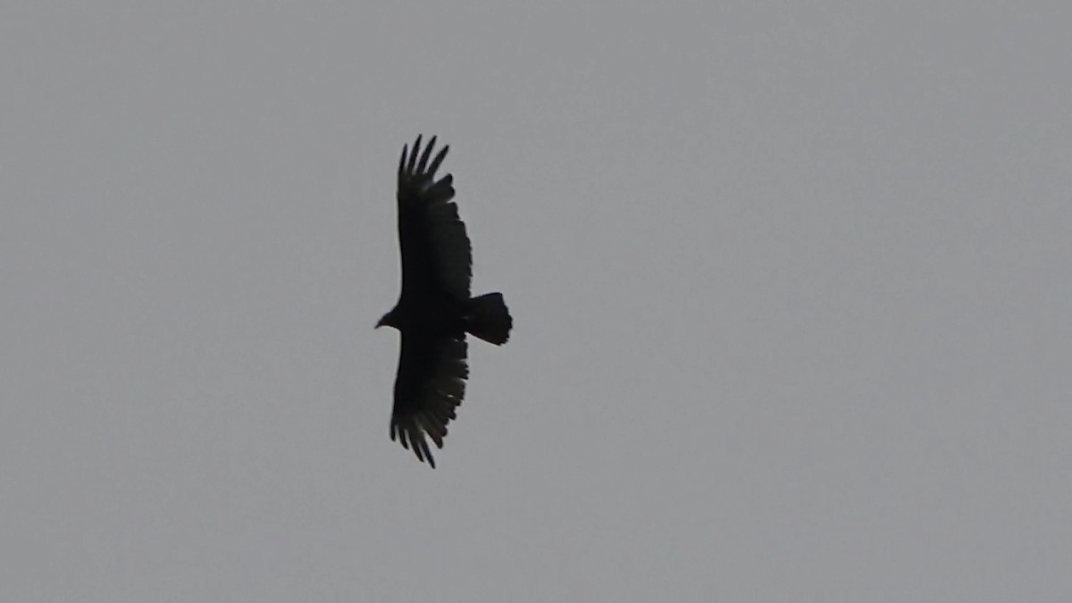 Turkey Vulture - ML561996661