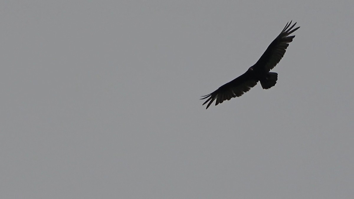 Turkey Vulture - ML561996671