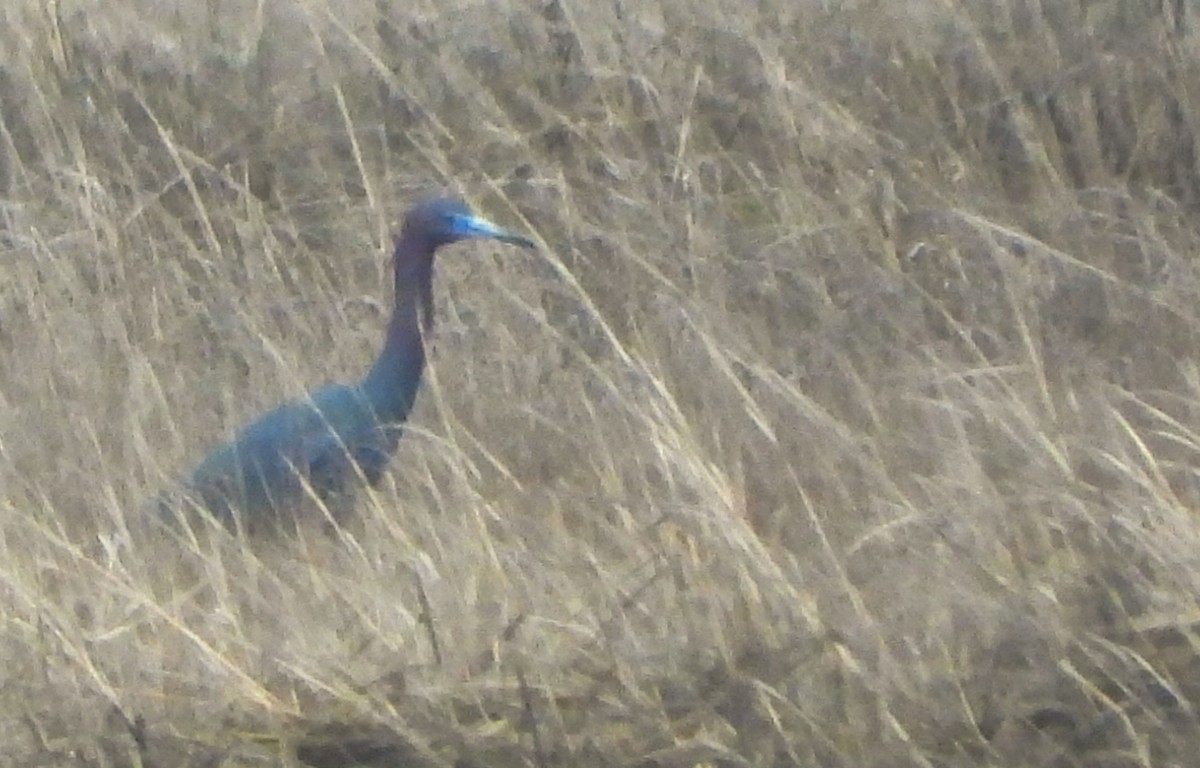 Little Blue Heron - ML561997591