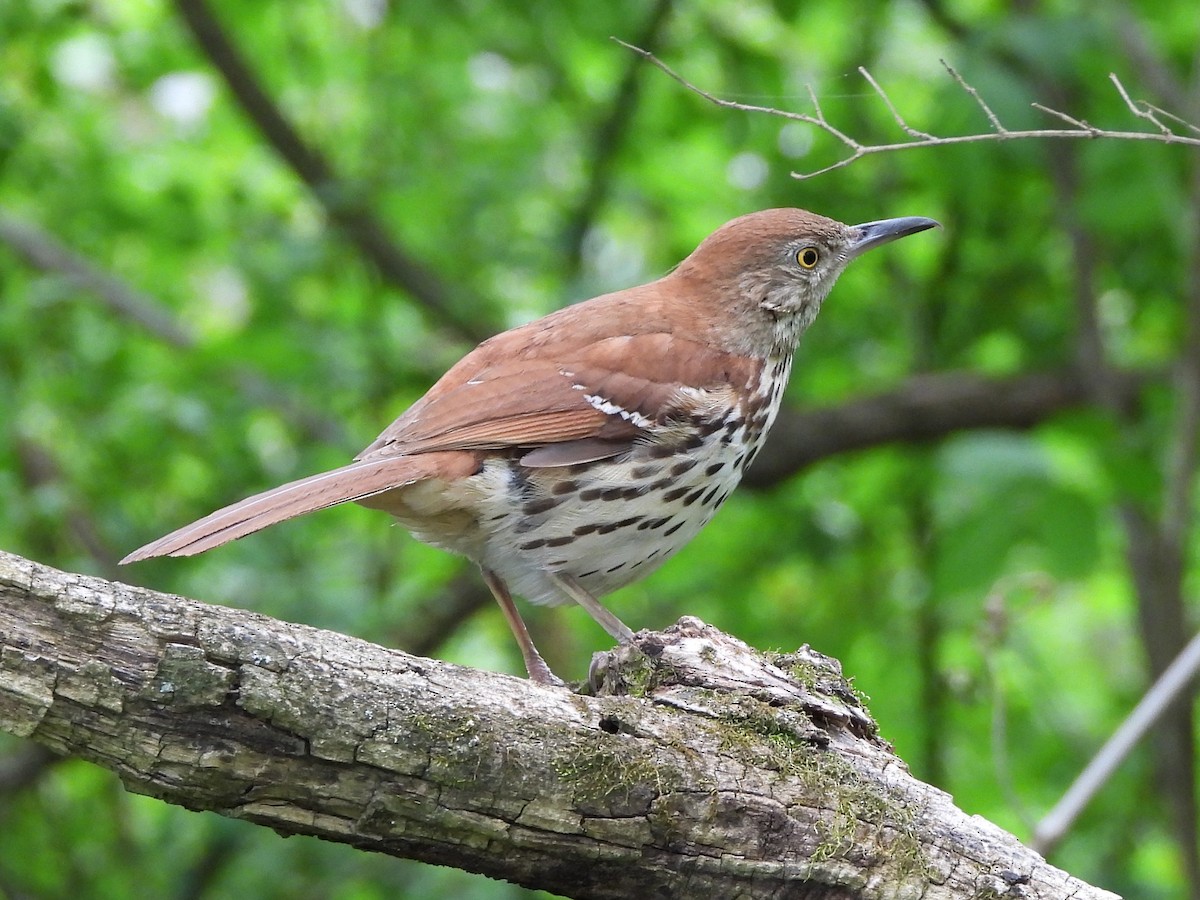 Brown Thrasher - ML561997631