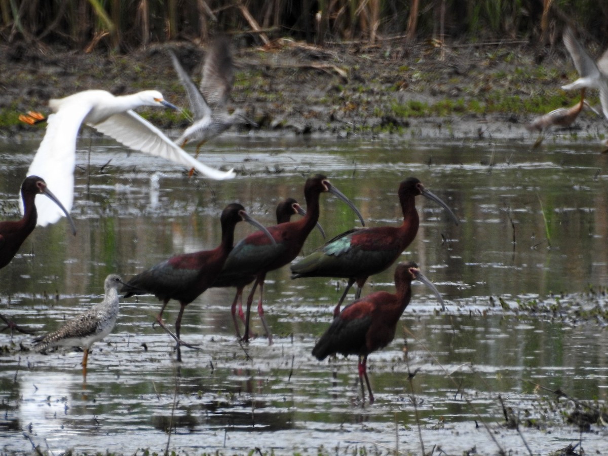 ibis americký - ML561997711