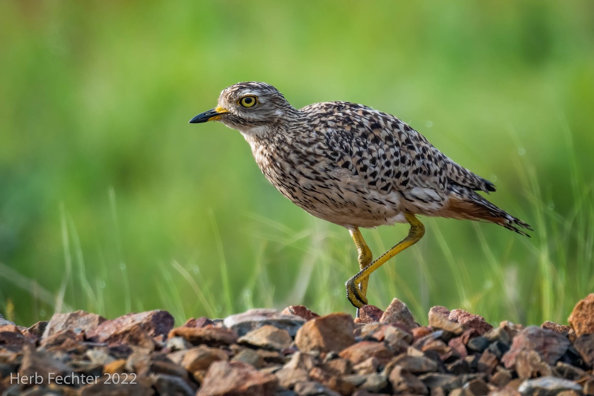 Spotted Thick-knee - ML561998001