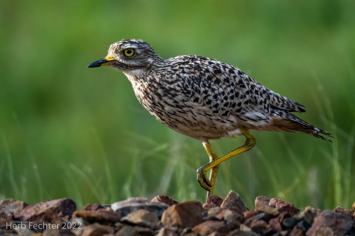 Spotted Thick-knee - ML561998021
