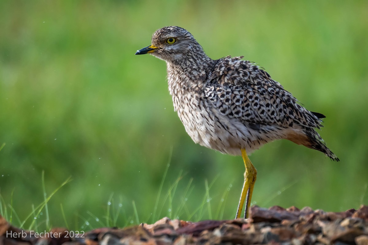 Spotted Thick-knee - ML561998031