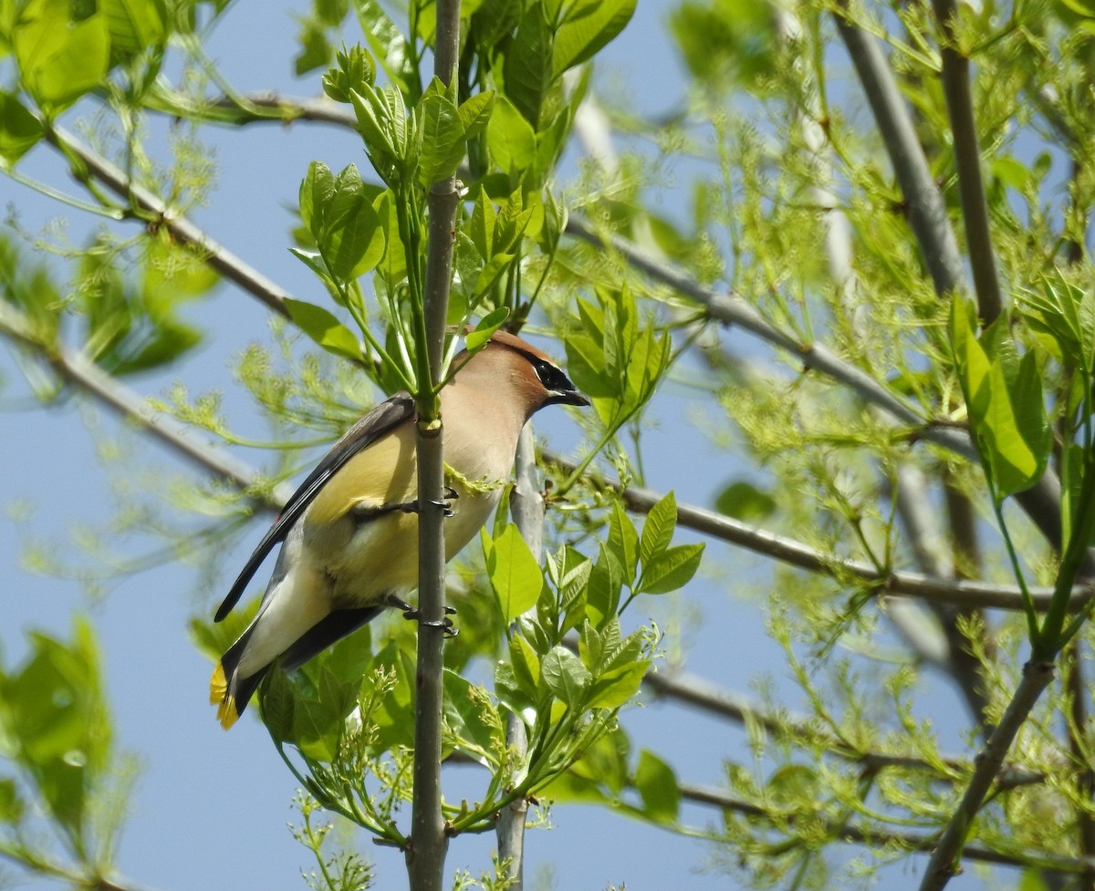 Cedar Waxwing - ML561999031