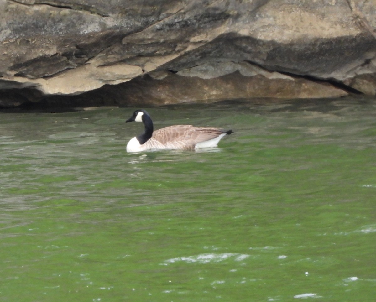 Canada Goose - ML561999421