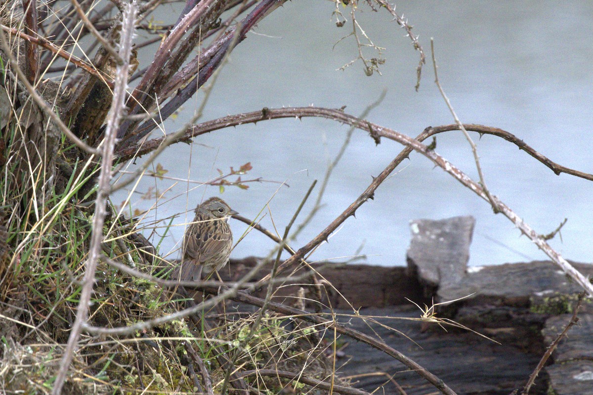 Lincoln's Sparrow - ML562000441