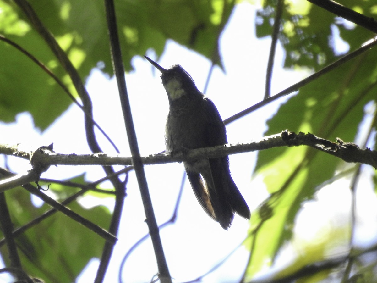 White-throated Mountain-gem - ML562000471