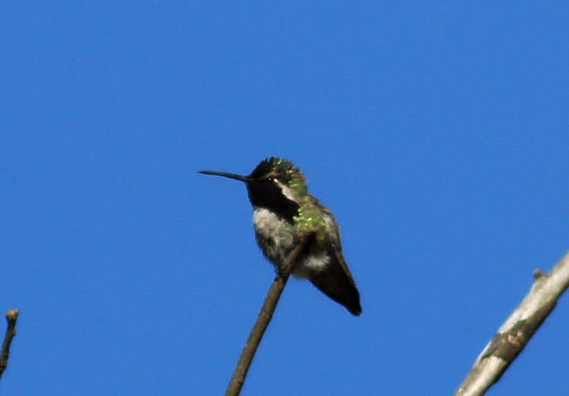 Costa's Hummingbird - Paul Fenwick