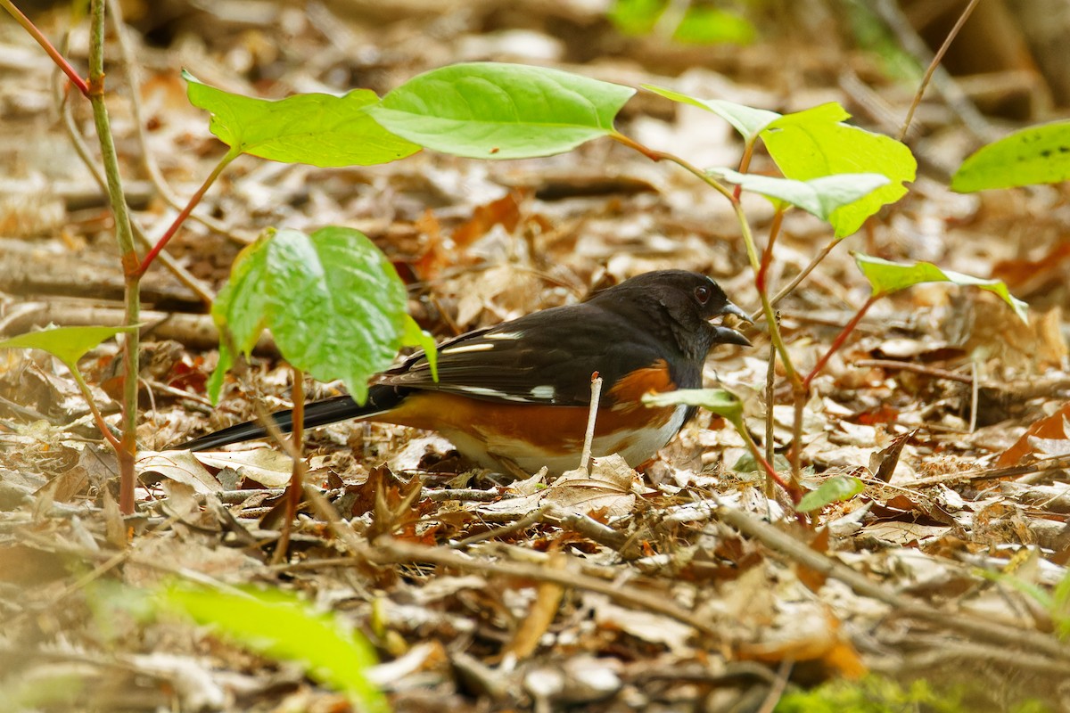 Eastern Towhee - ML562002281