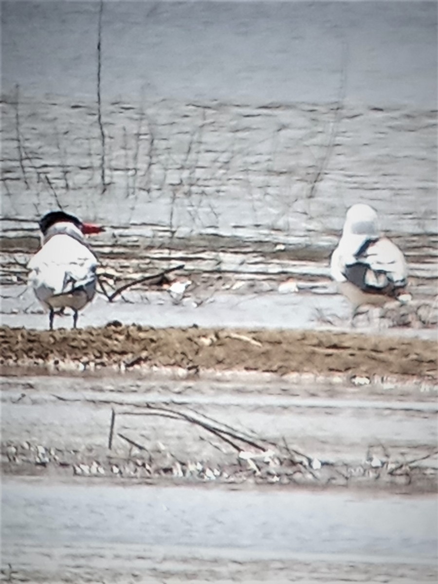 Caspian Tern - ML562004641
