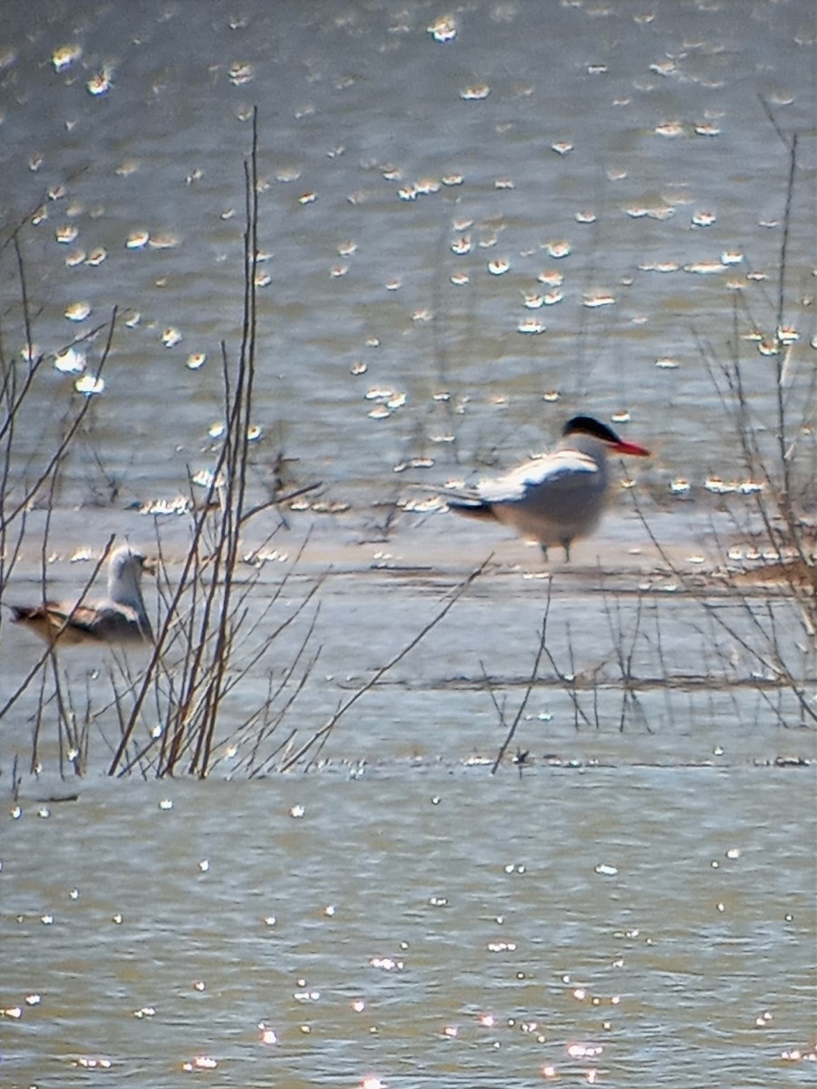Caspian Tern - ML562004651