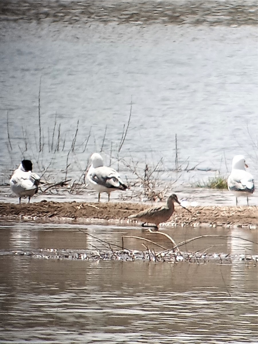 Marbled Godwit - ML562005321