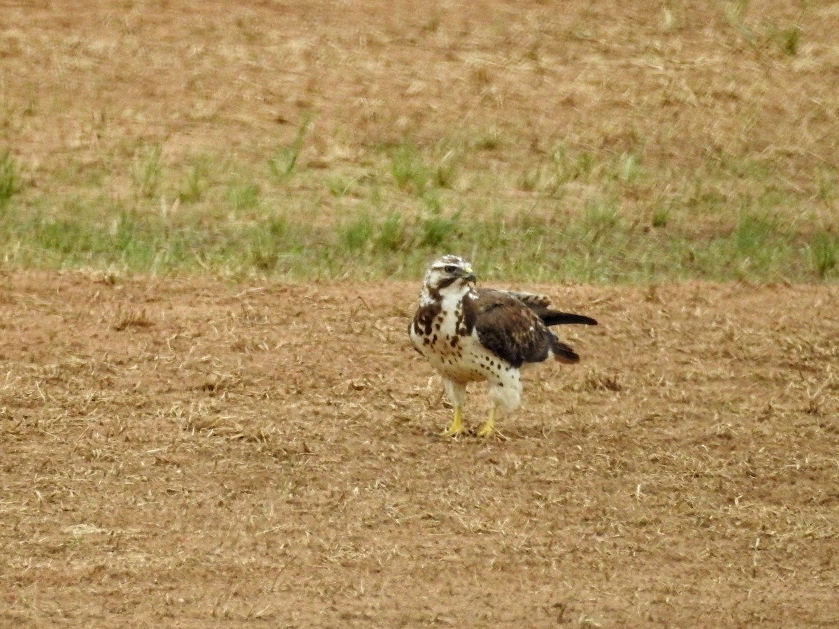 Swainson's Hawk - ML562005411