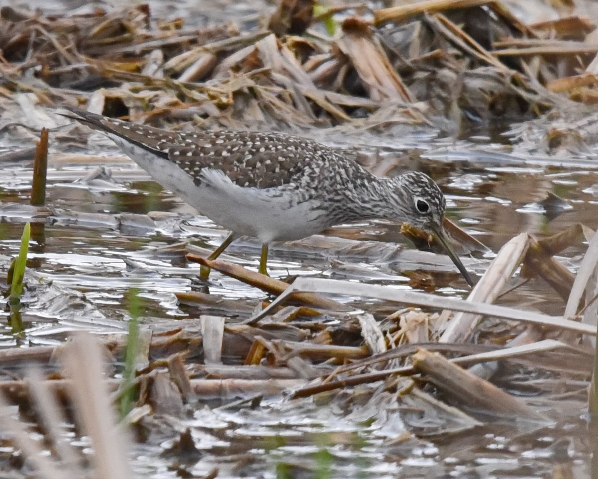 Solitary Sandpiper - ML562008481