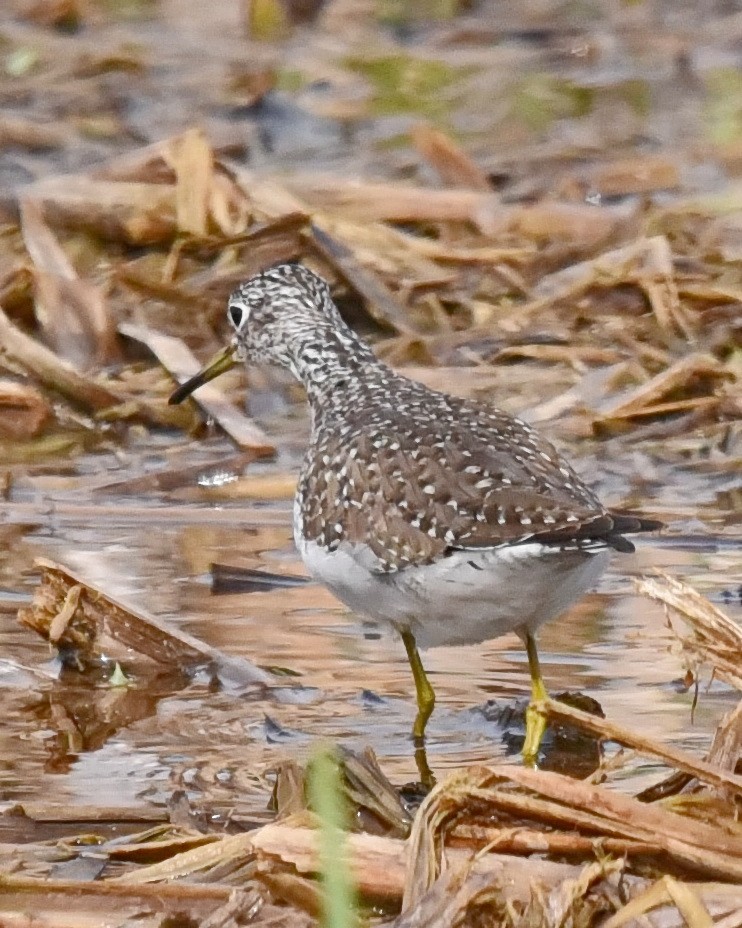 Solitary Sandpiper - ML562008801