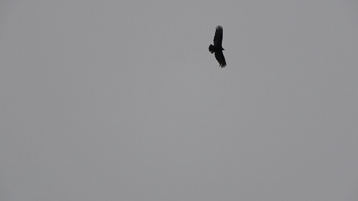 Turkey Vulture - ML562008931