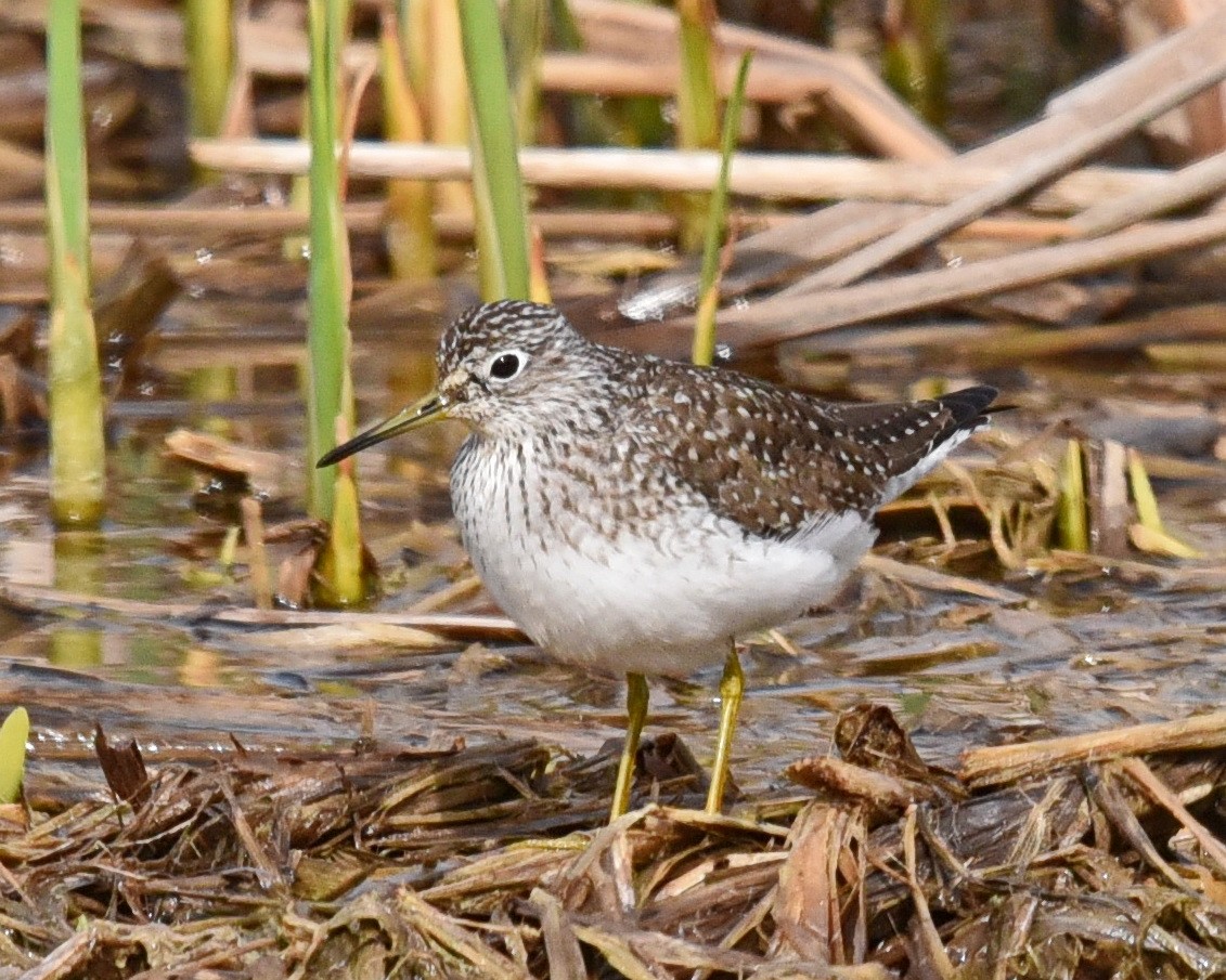 Solitary Sandpiper - ML562008961