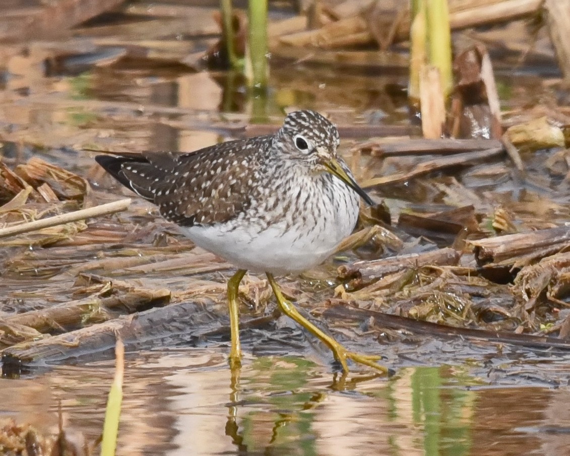 Solitary Sandpiper - ML562009051