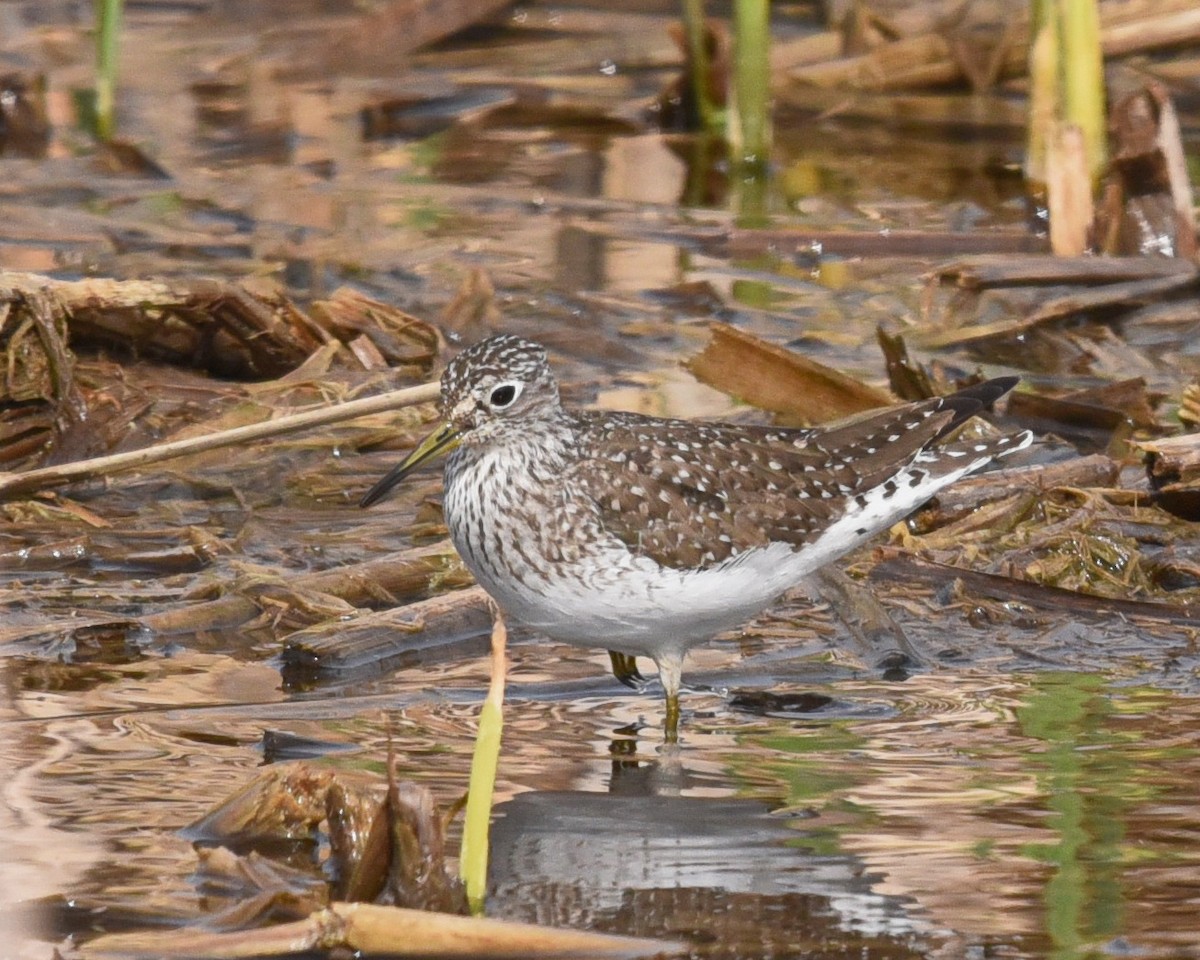 Solitary Sandpiper - ML562009231