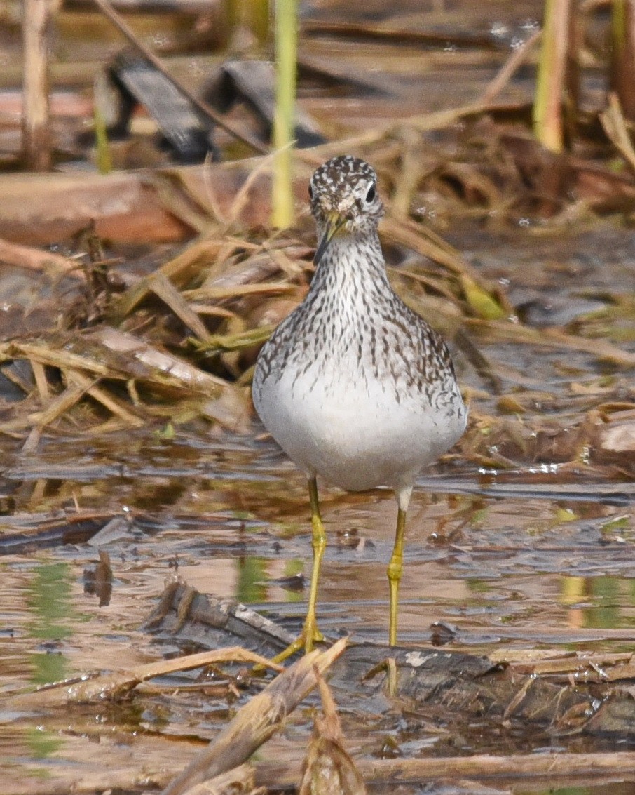 Solitary Sandpiper - ML562009361