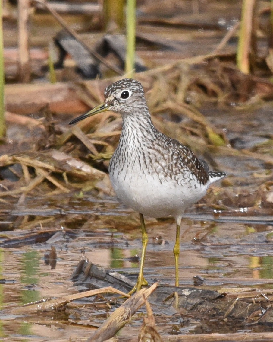 Solitary Sandpiper - ML562009531