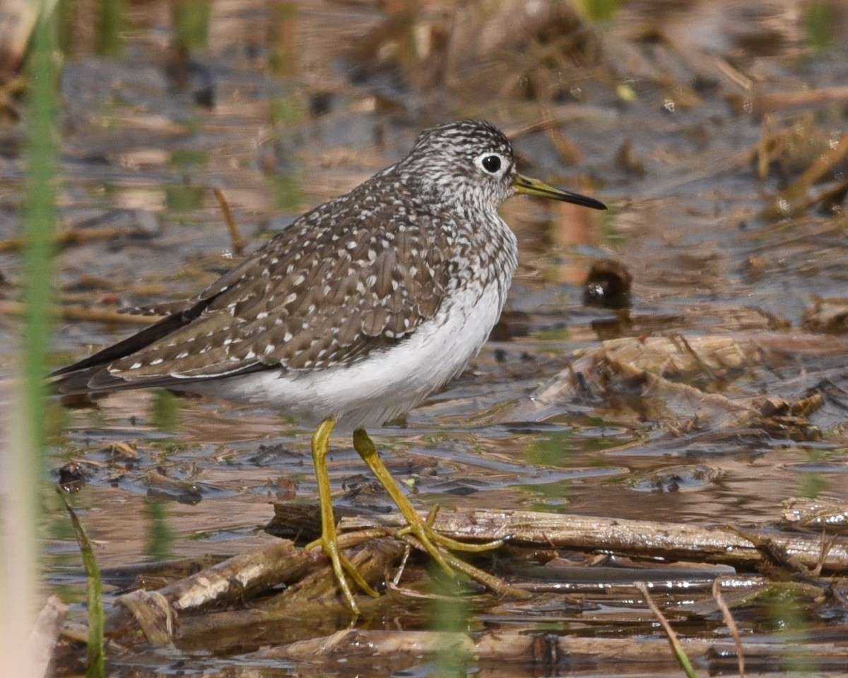 Solitary Sandpiper - ML562009601