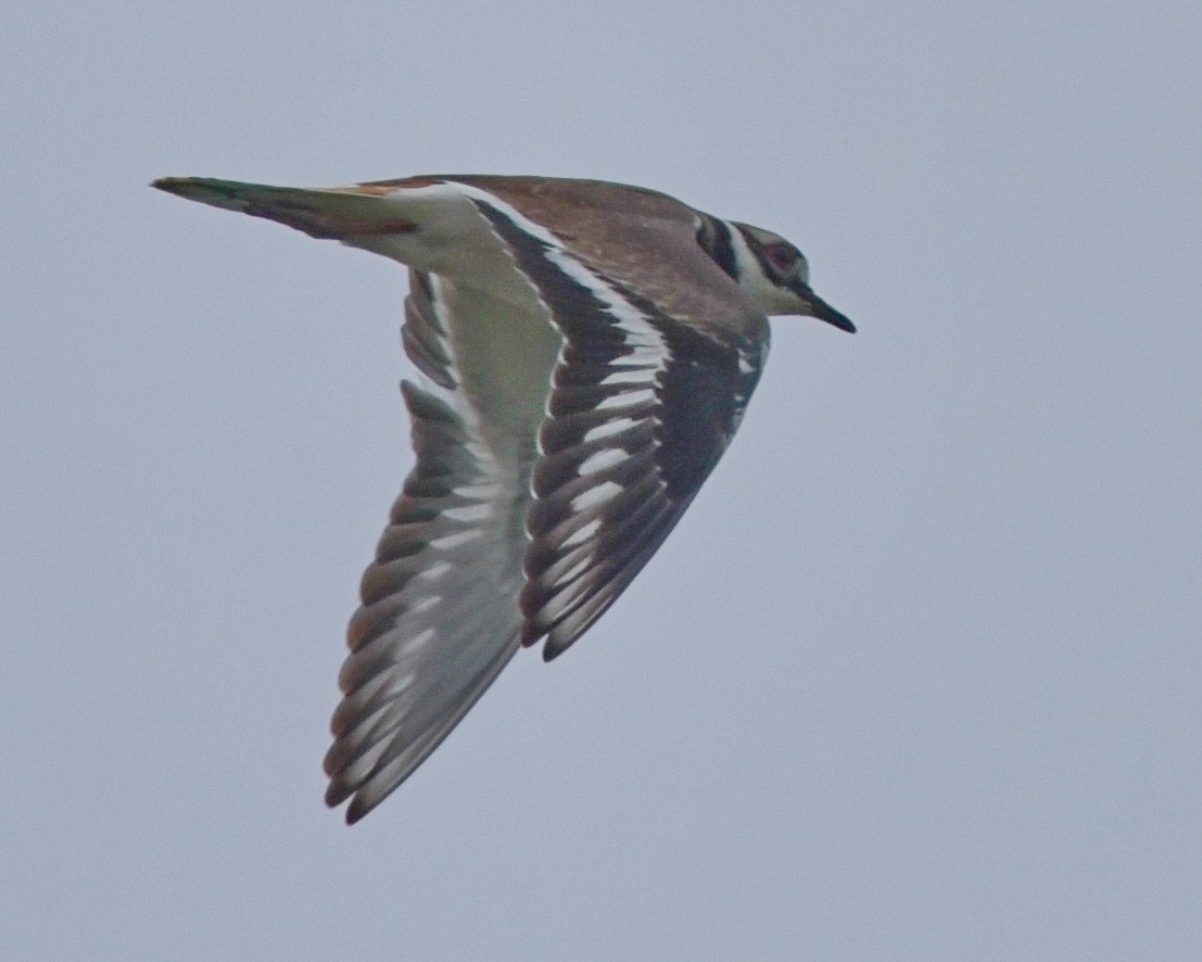 Killdeer - ML562009941