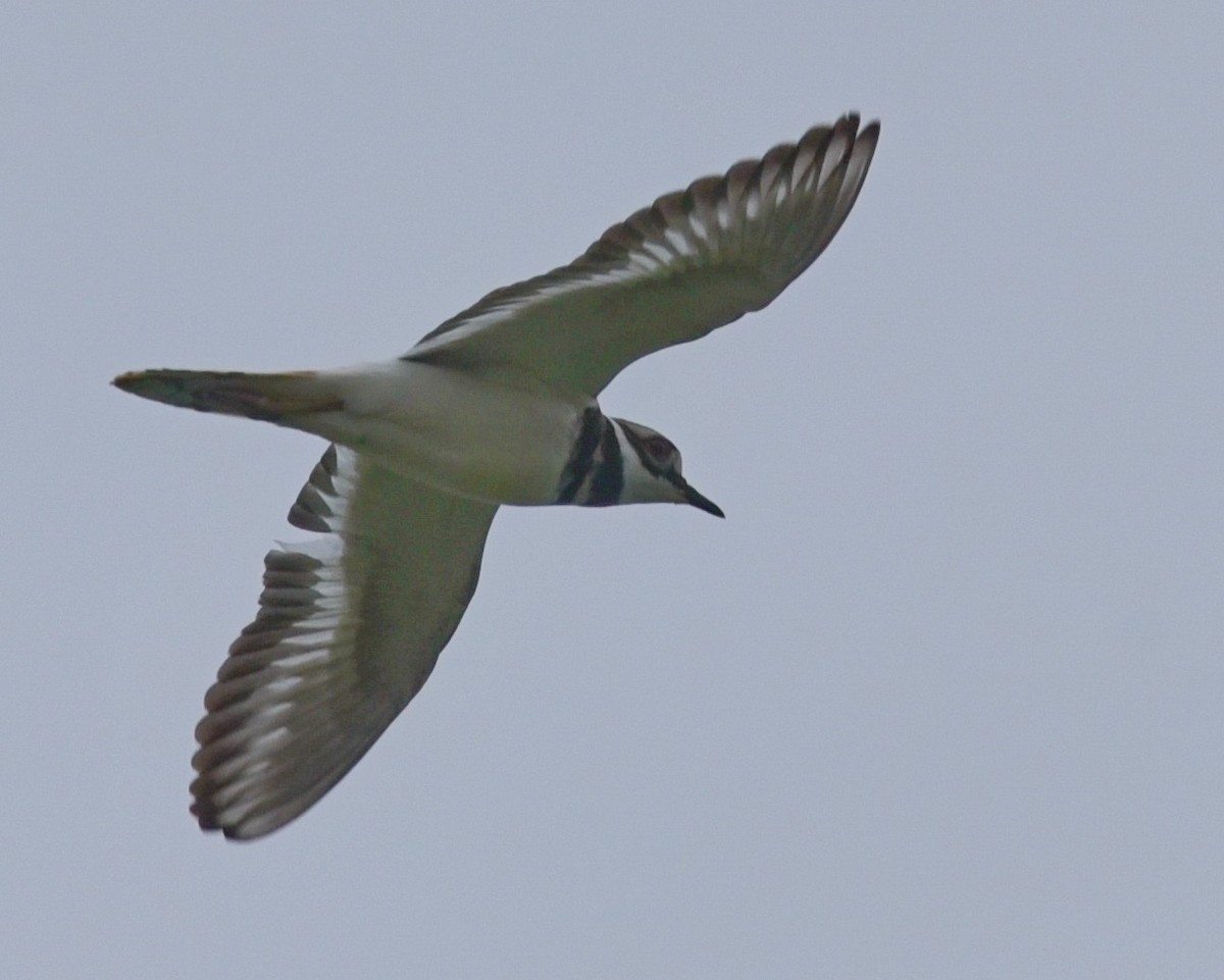 Killdeer - ML562009951