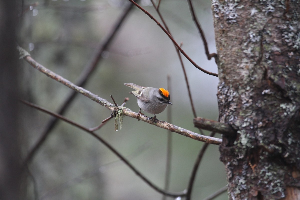 Golden-crowned Kinglet - ML562010391