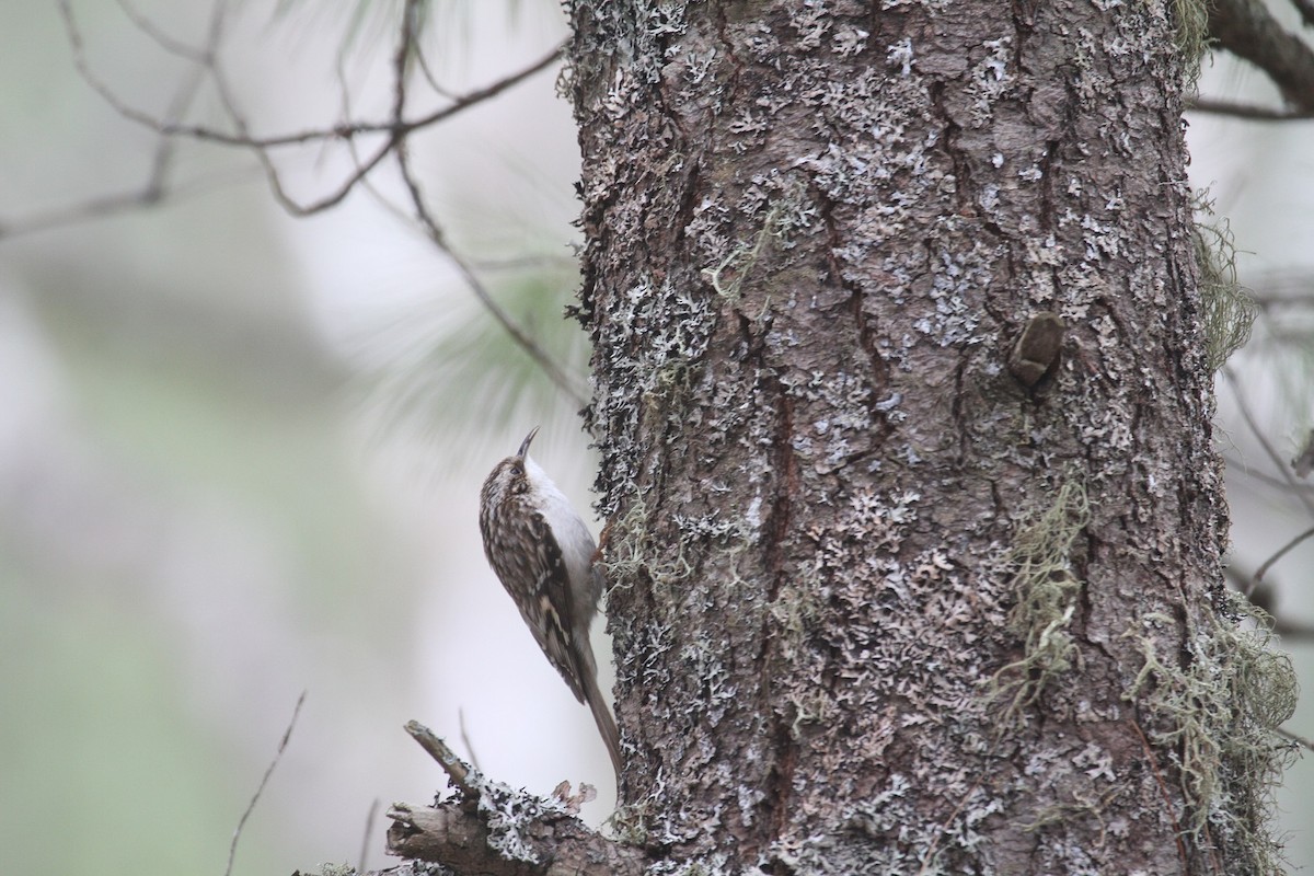 Brown Creeper - ML562010921