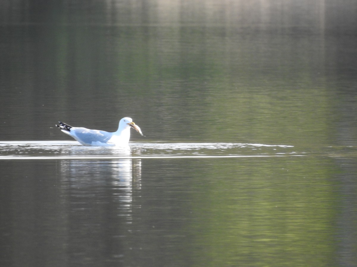 Herring Gull - ML562012221