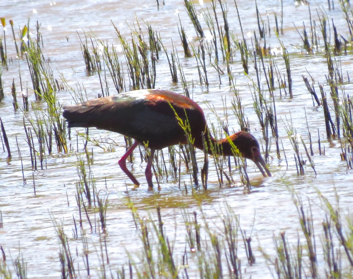 ibis americký - ML56201301