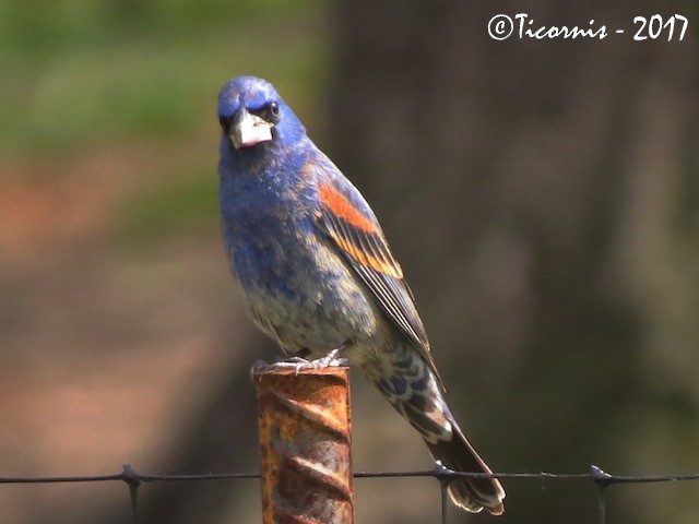 Blue Grosbeak - ML56201341