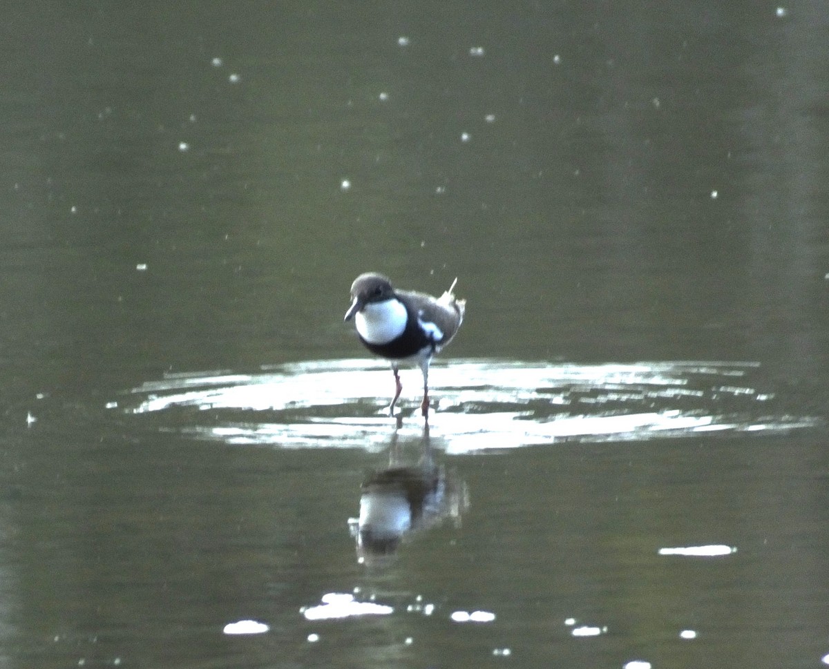 Red-kneed Dotterel - ML562014311